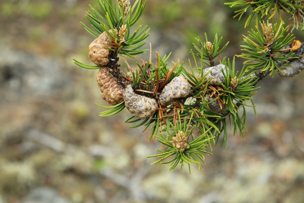 Pinus banksiana