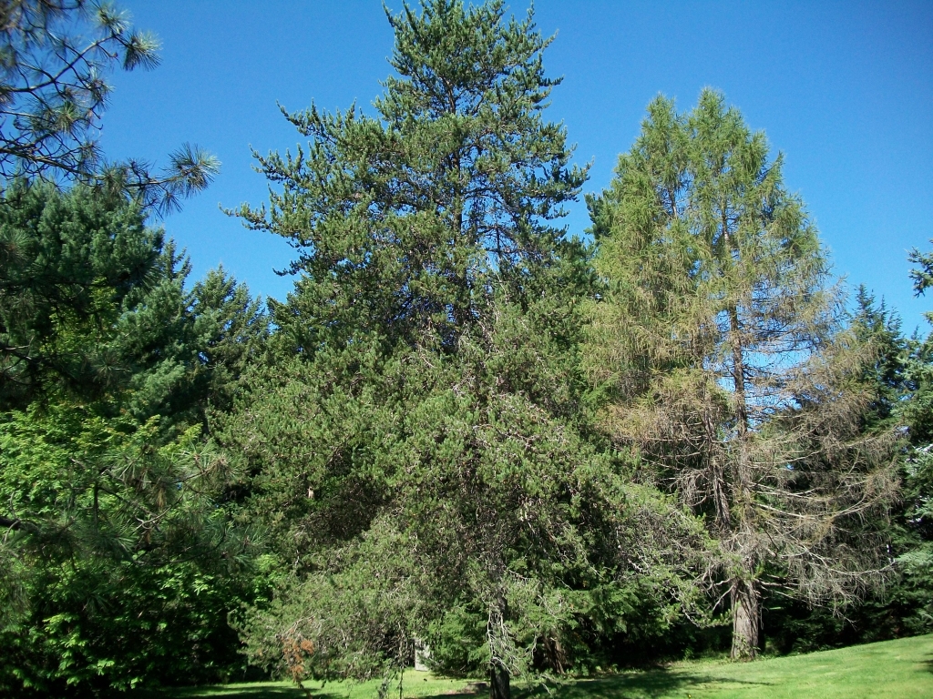 Pinus banksiana