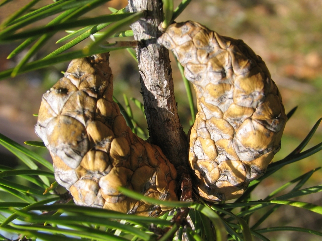 Pinus banksiana