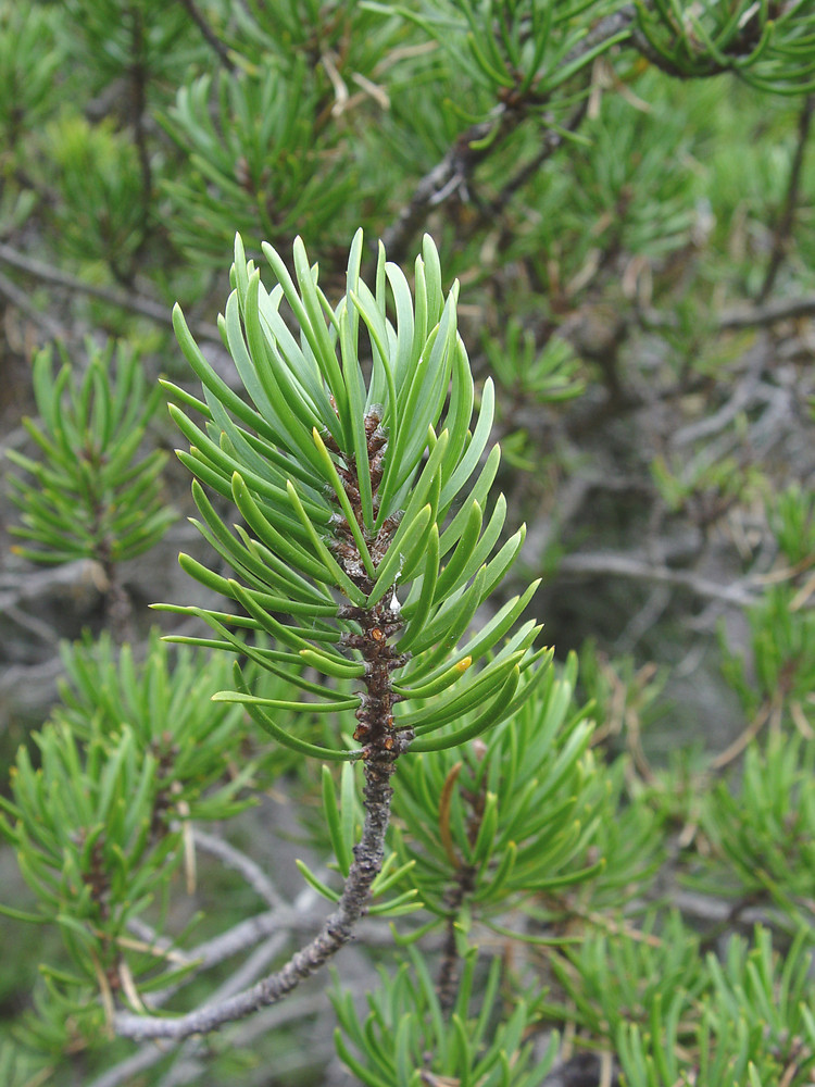 Pinus banksiana