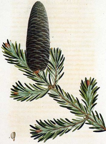 Abies balsamea