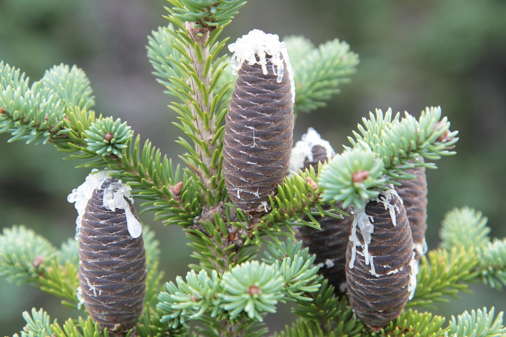 Abies balsamea