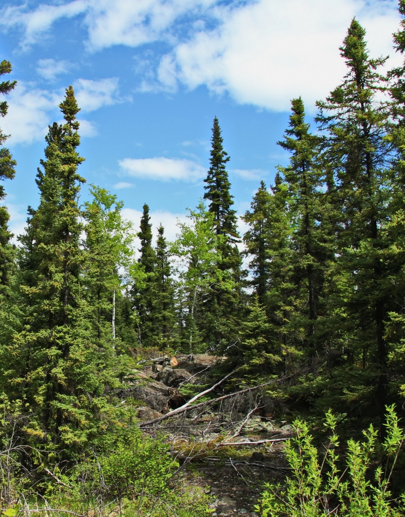 Abies balsamea