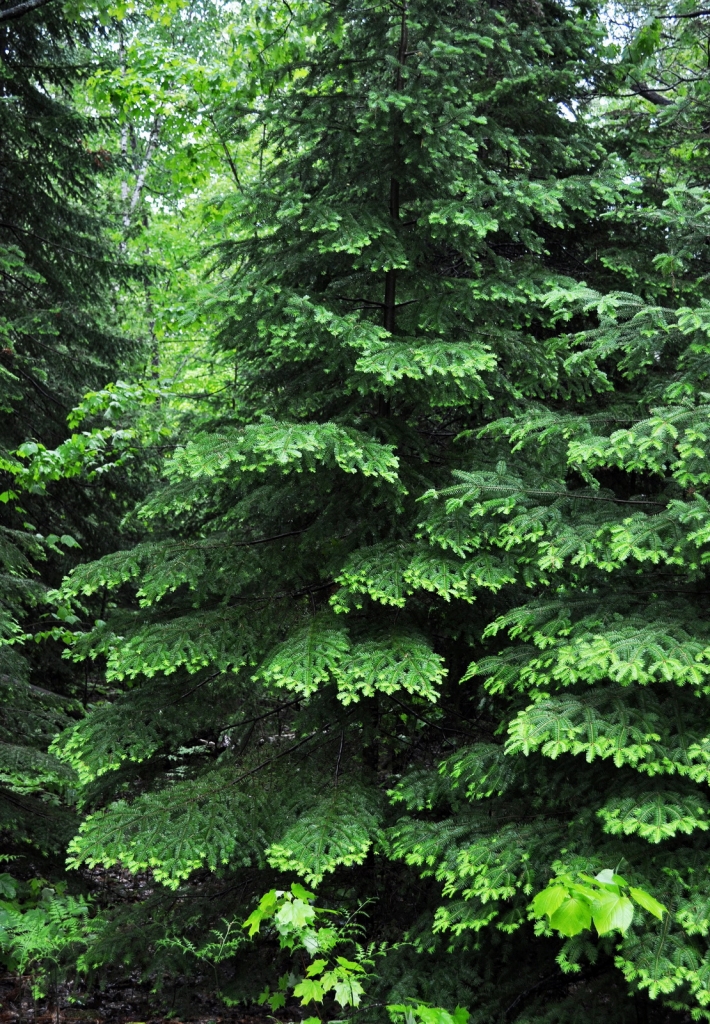 Abies balsamea