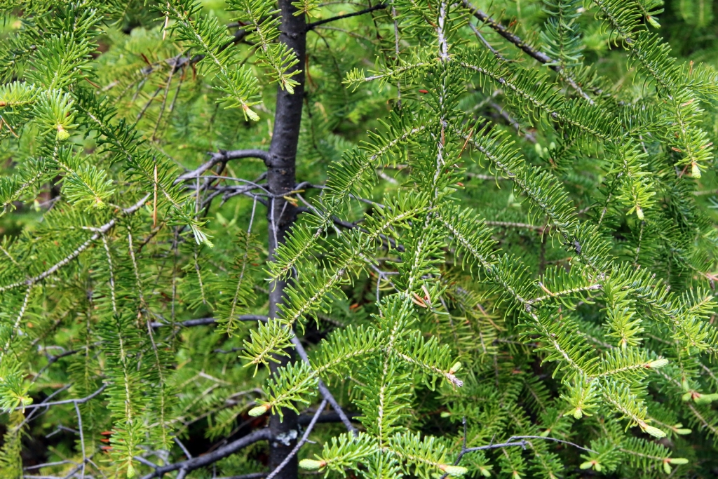 Abies balsamea