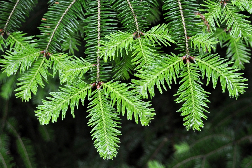 Abies balsamea