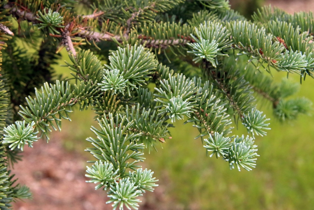Abies balsamea