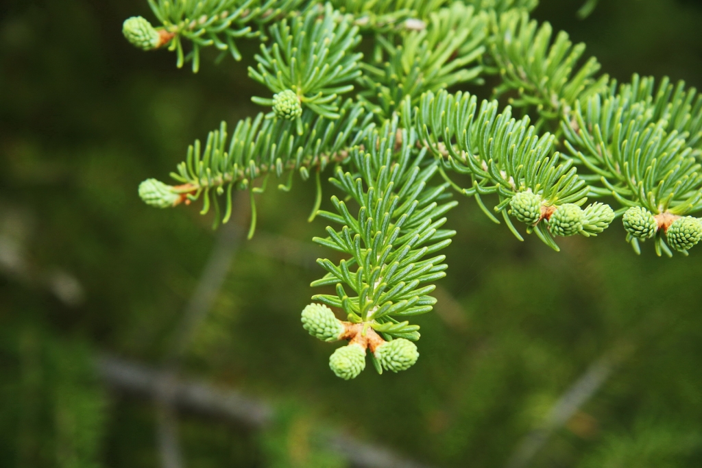 Abies balsamea