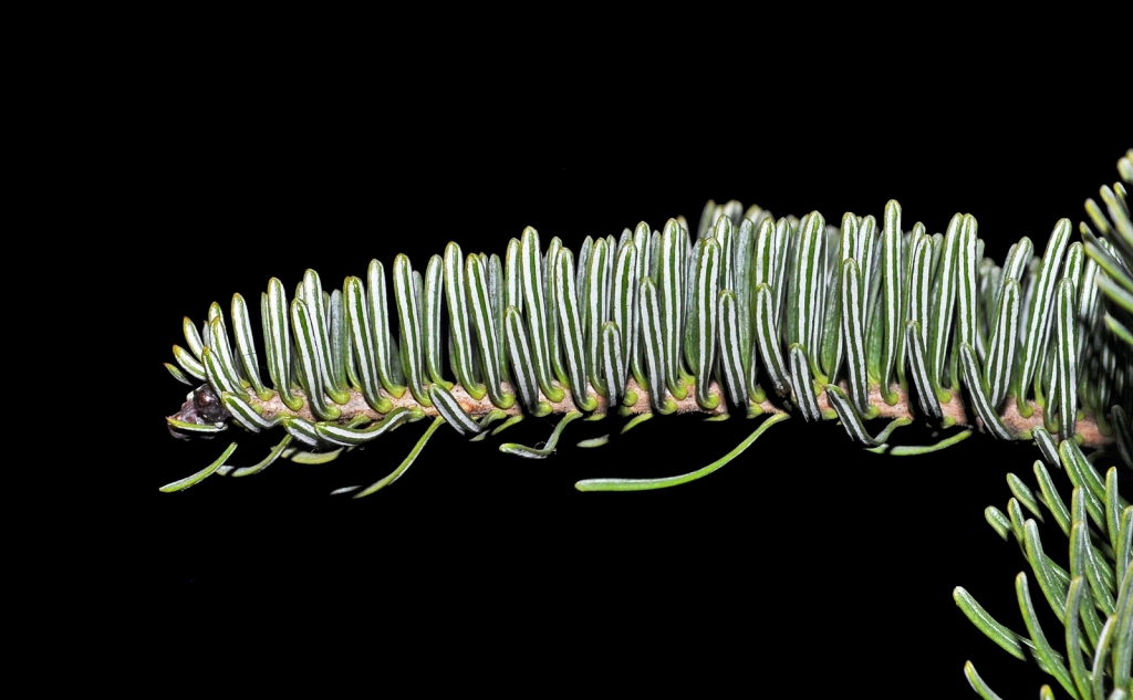 Abies balsamea