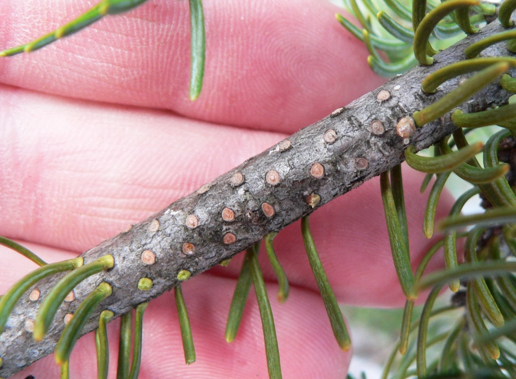 Abies balsamea