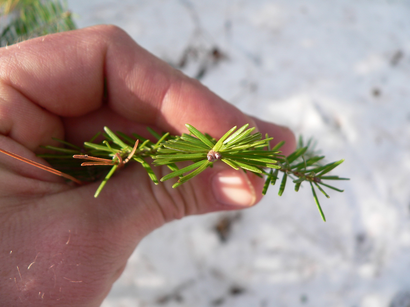 Abies balsamea