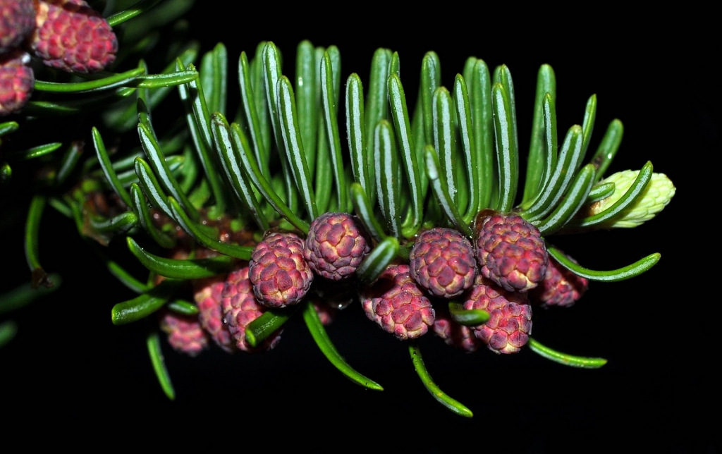 Abies balsamea