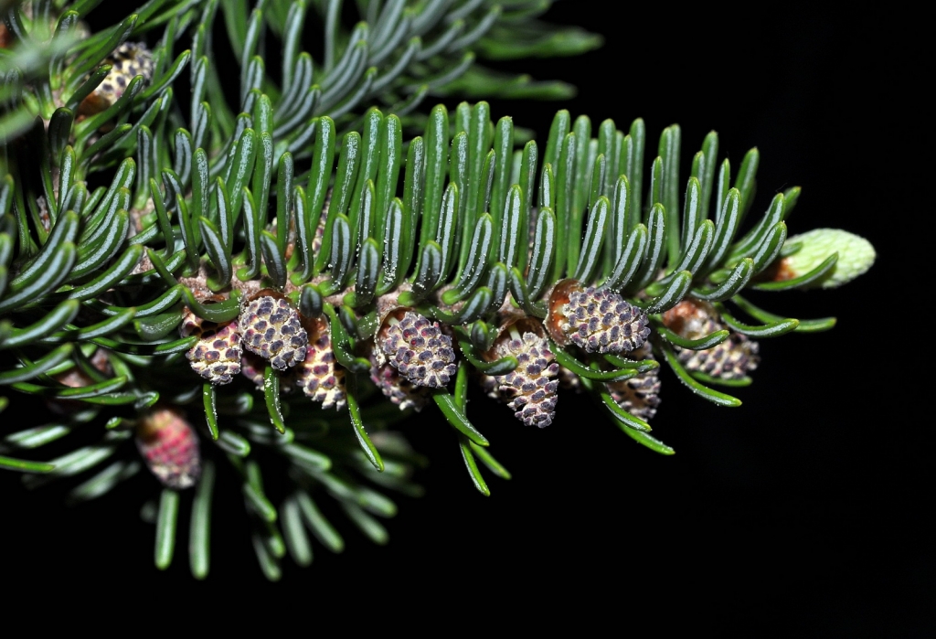 Abies balsamea