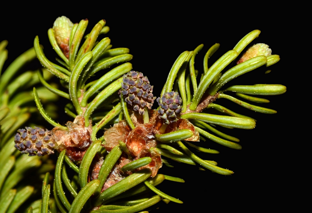 Abies balsamea