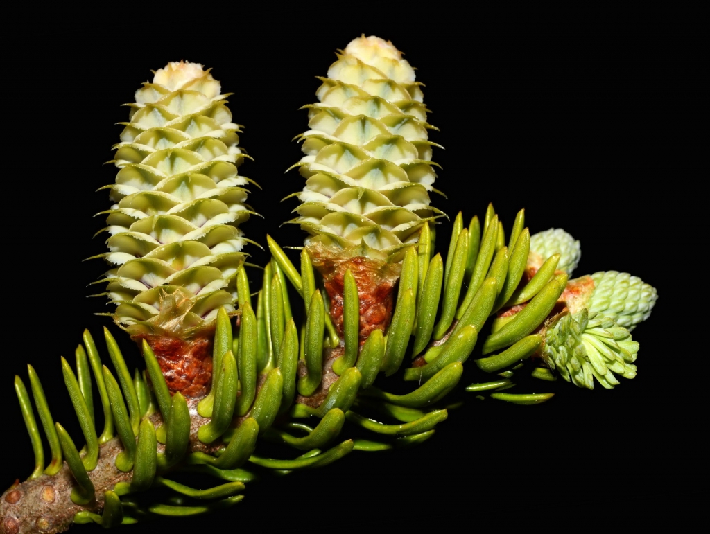 Abies balsamea