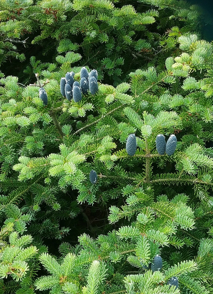 Abies balsamea