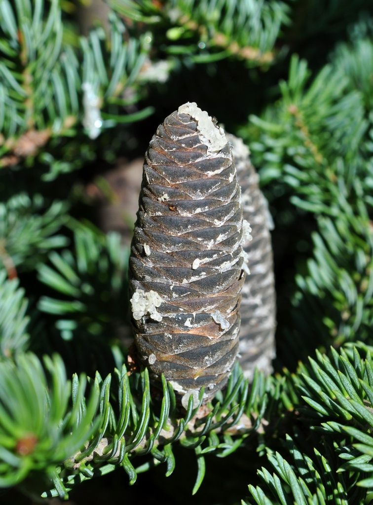 Abies balsamea