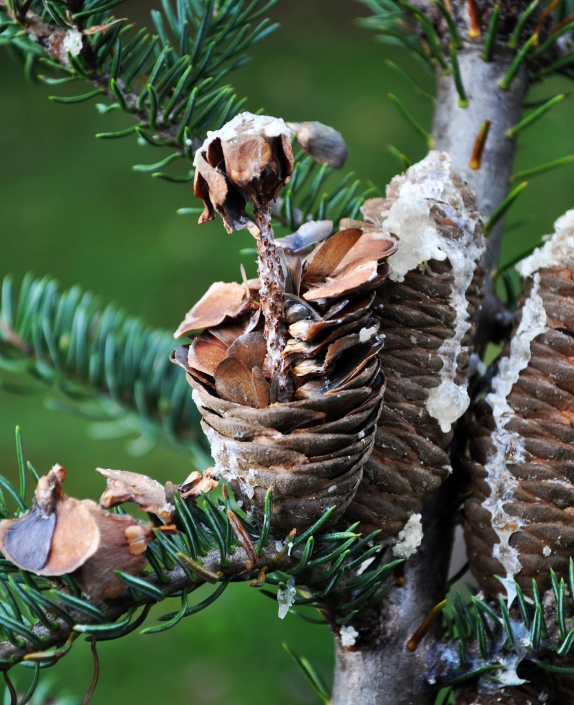 Abies balsamea
