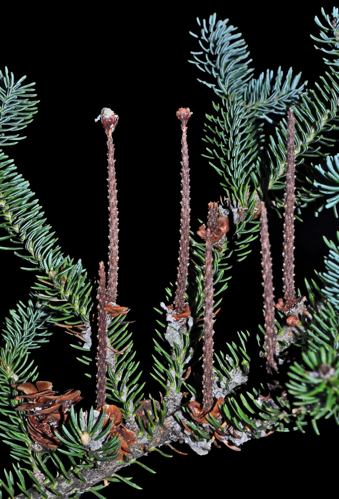 Abies balsamea