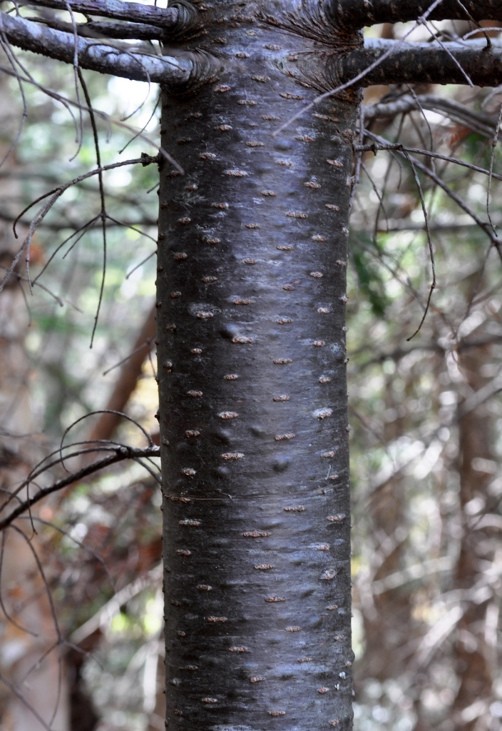 Abies balsamea