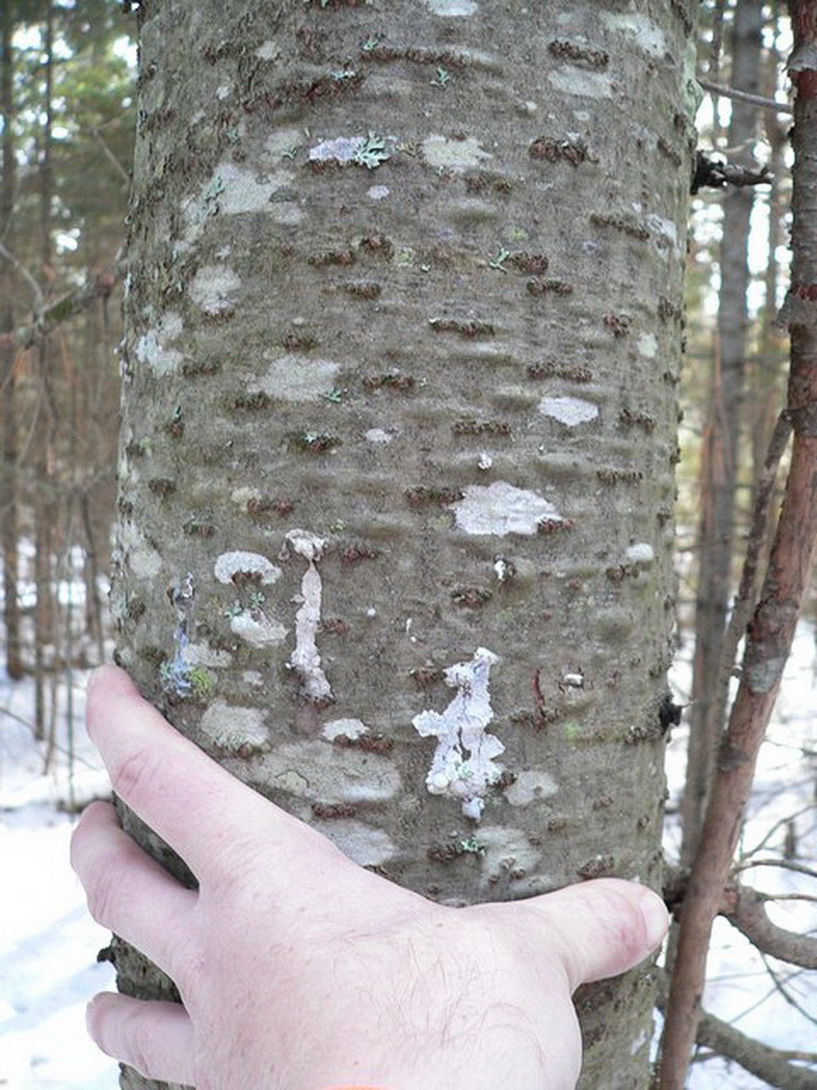 Abies balsamea