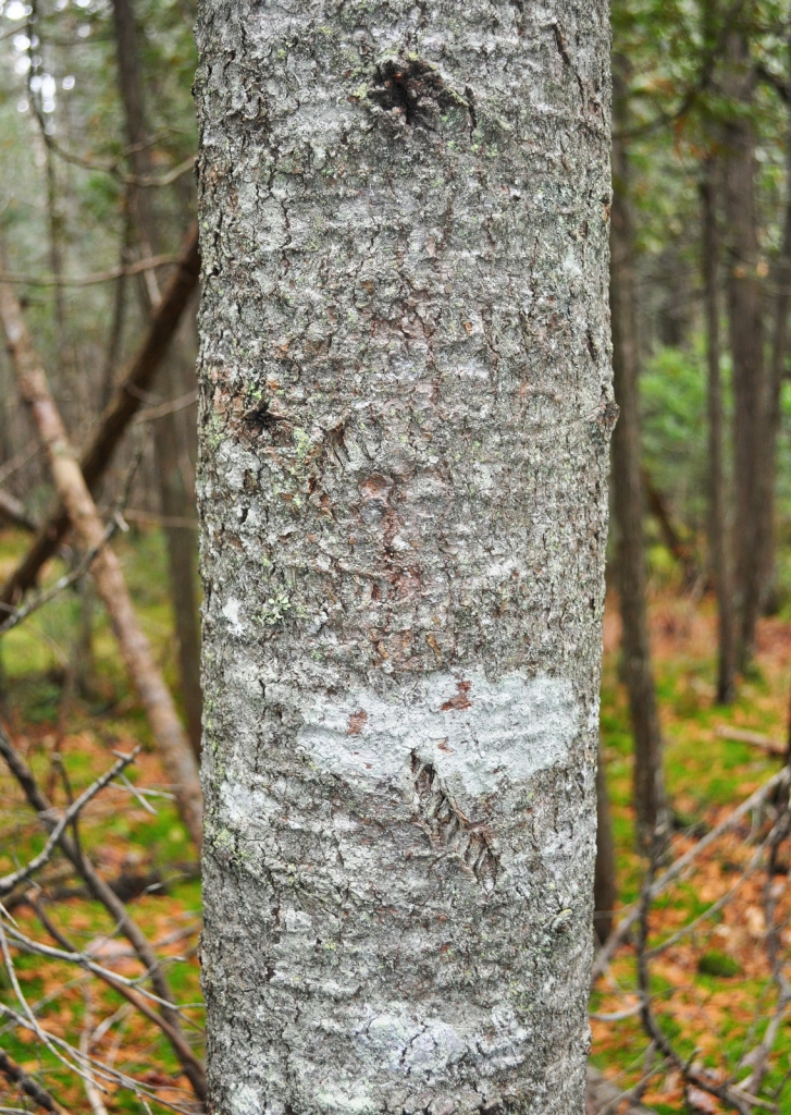 Abies balsamea
