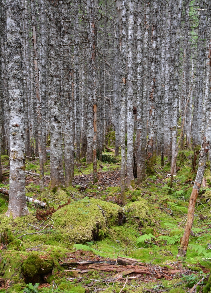 Abies balsamea