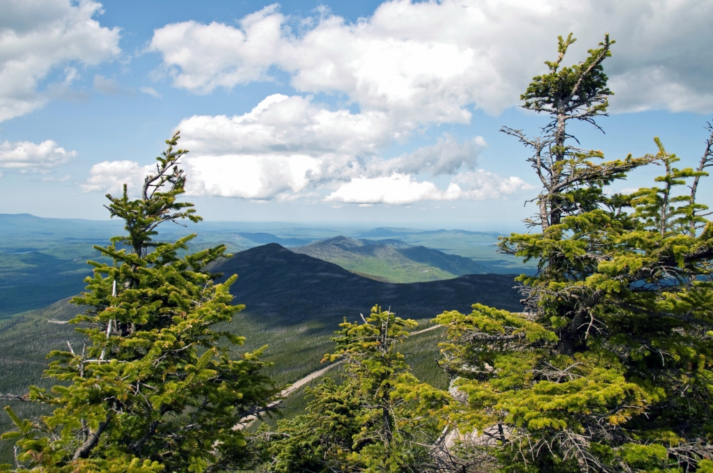 Abies balsamea