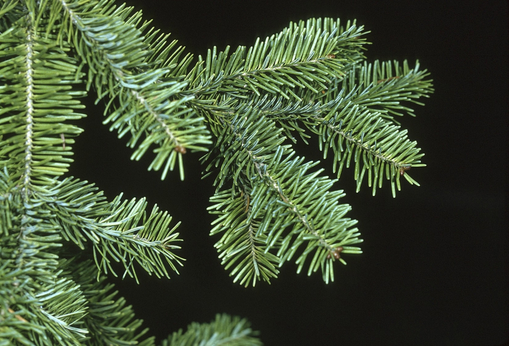 Abies balsamea