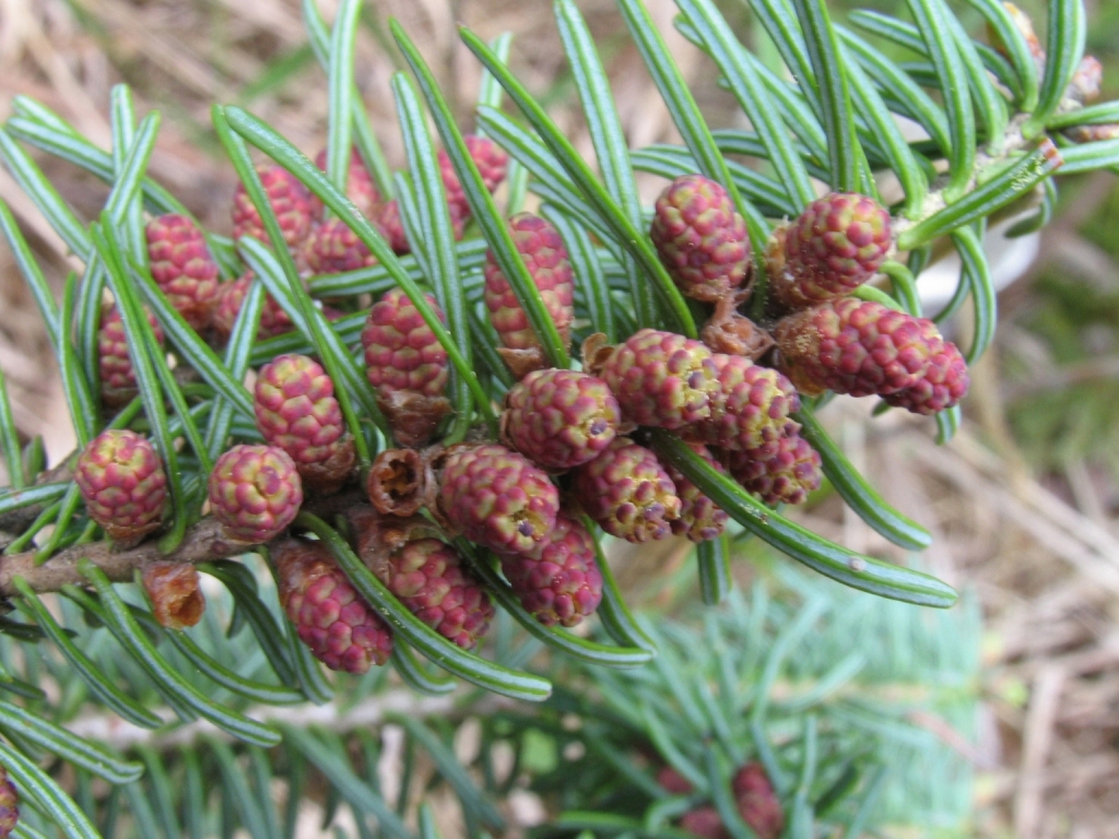 Abies balsamea