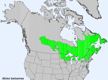 Abies balsamea