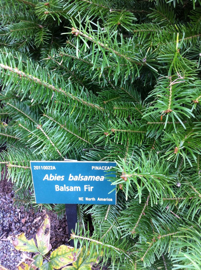 Abies balsamea
