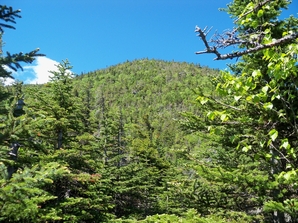 Abies balsamea
