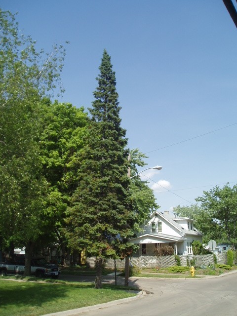 Abies balsamea
