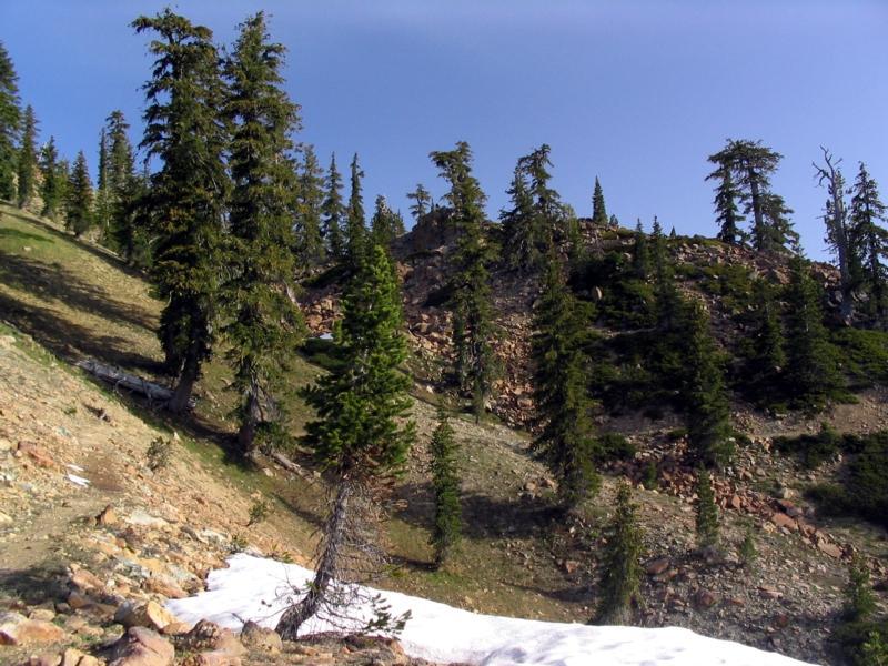 Pinus balfouriana