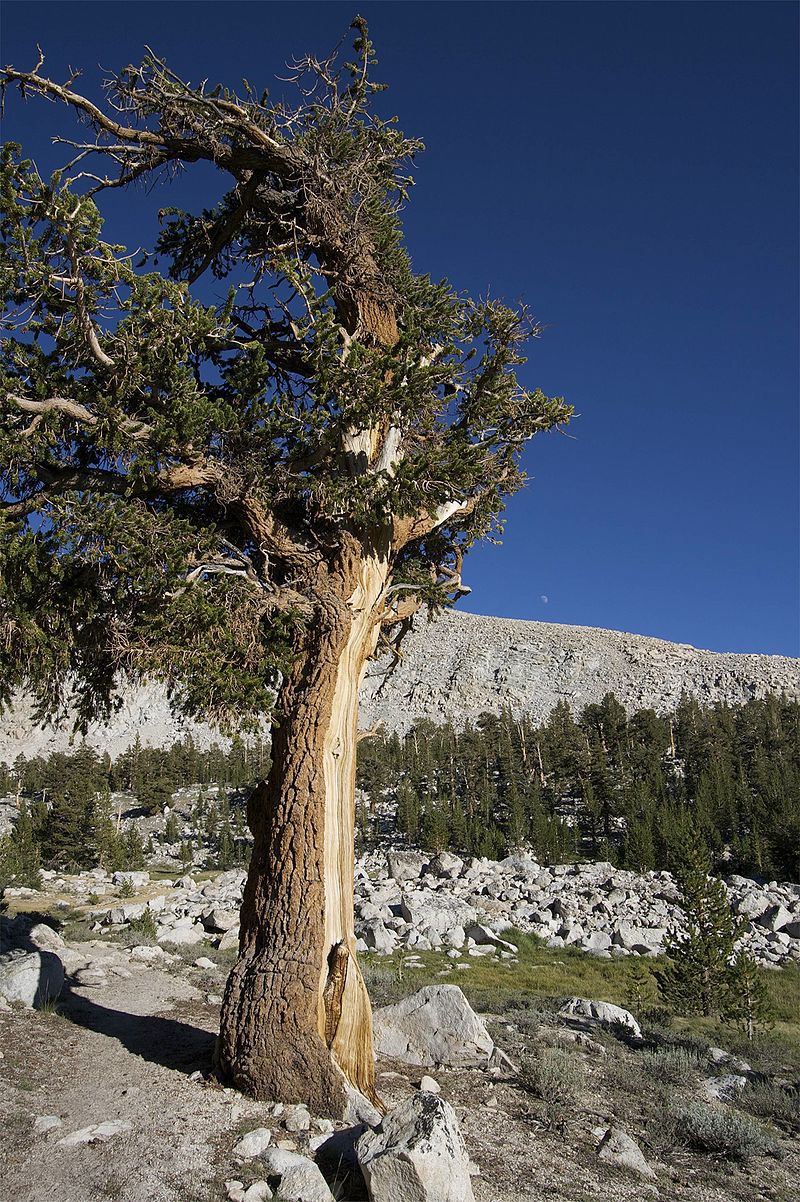 Pinus balfouriana