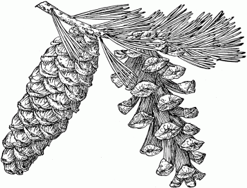 Pinus balfouriana
