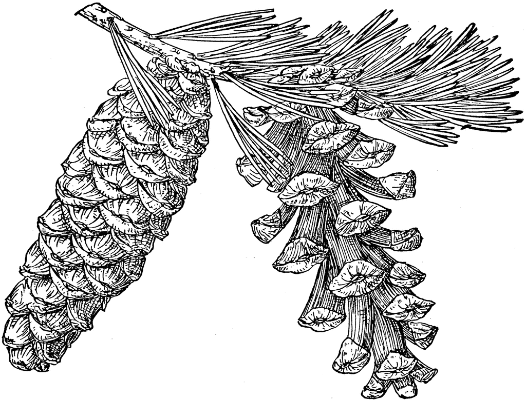 Pinus balfouriana