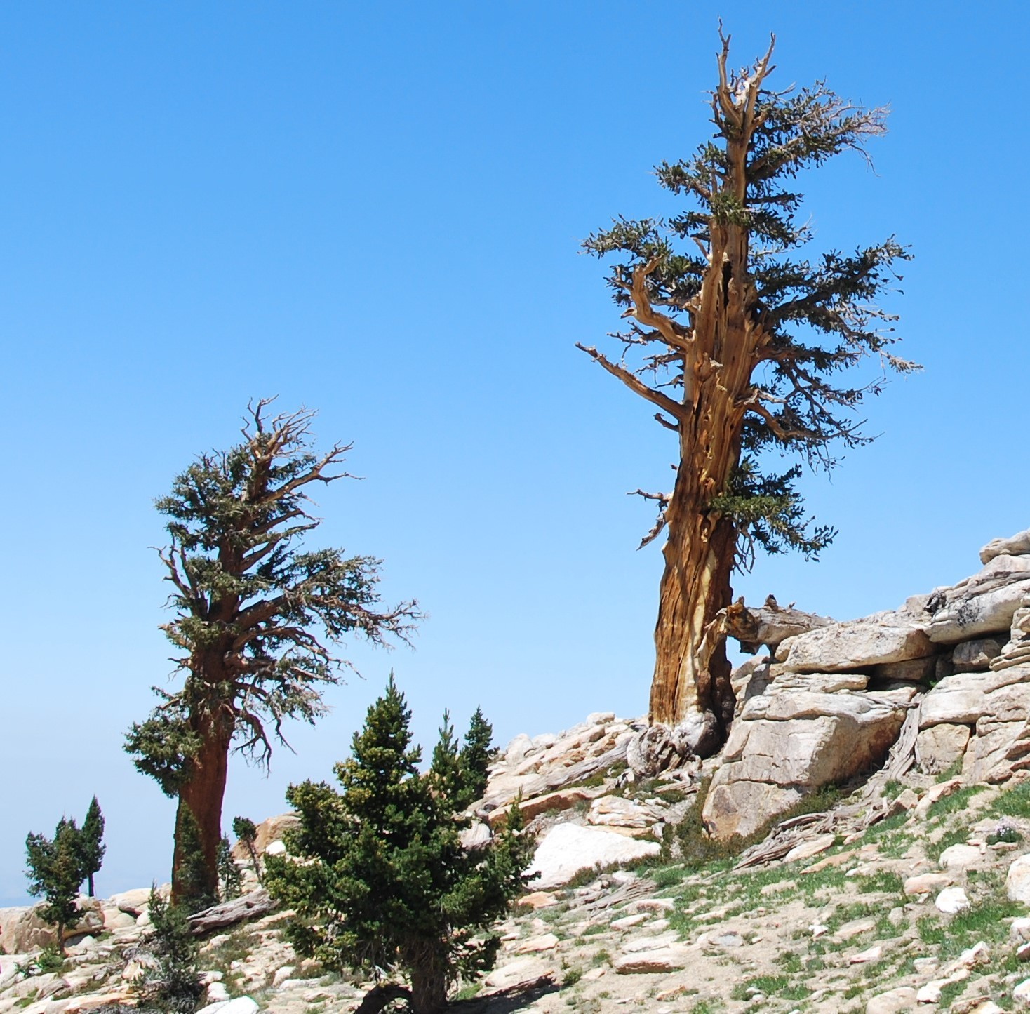 Pinus balfouriana