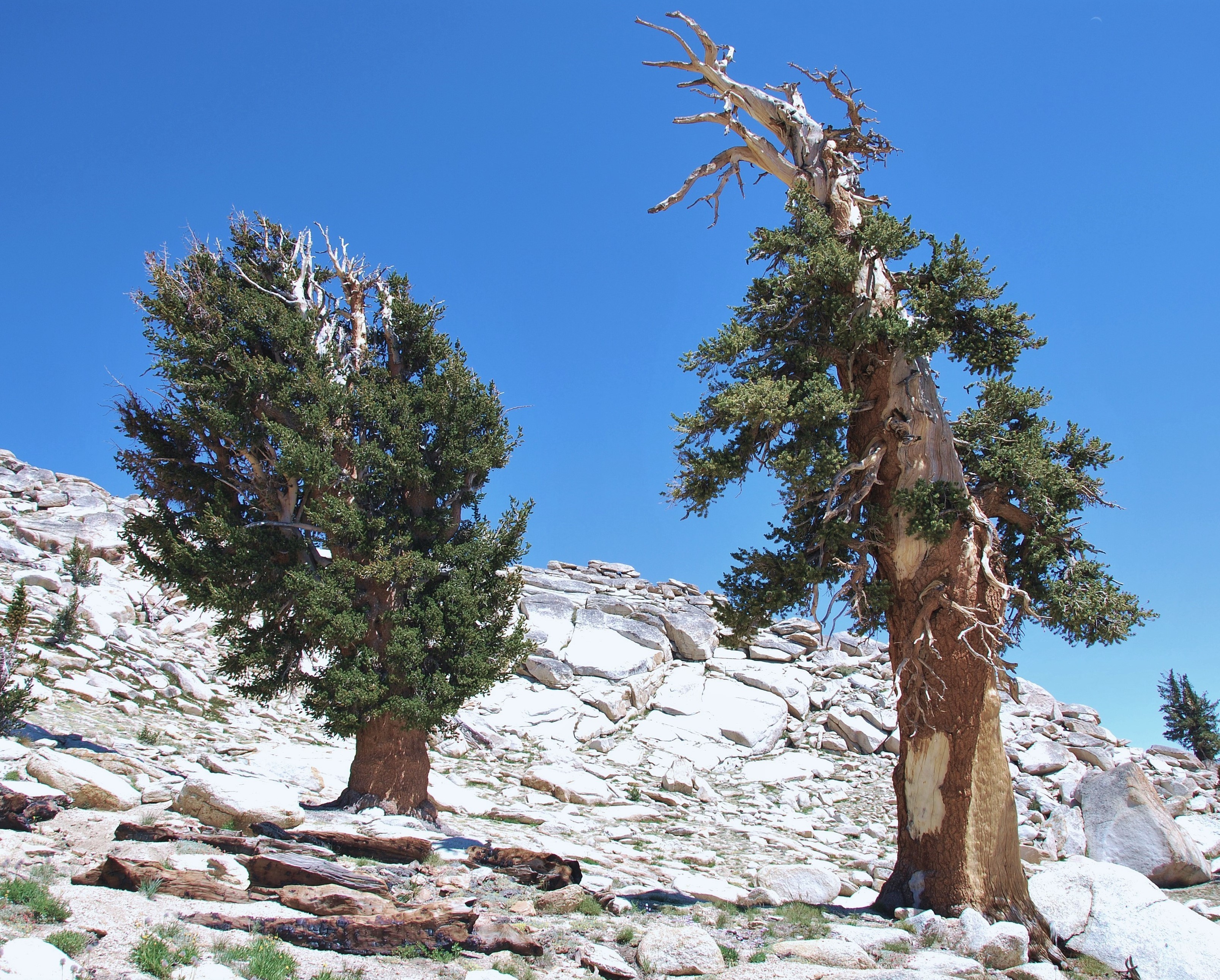 Pinus balfouriana