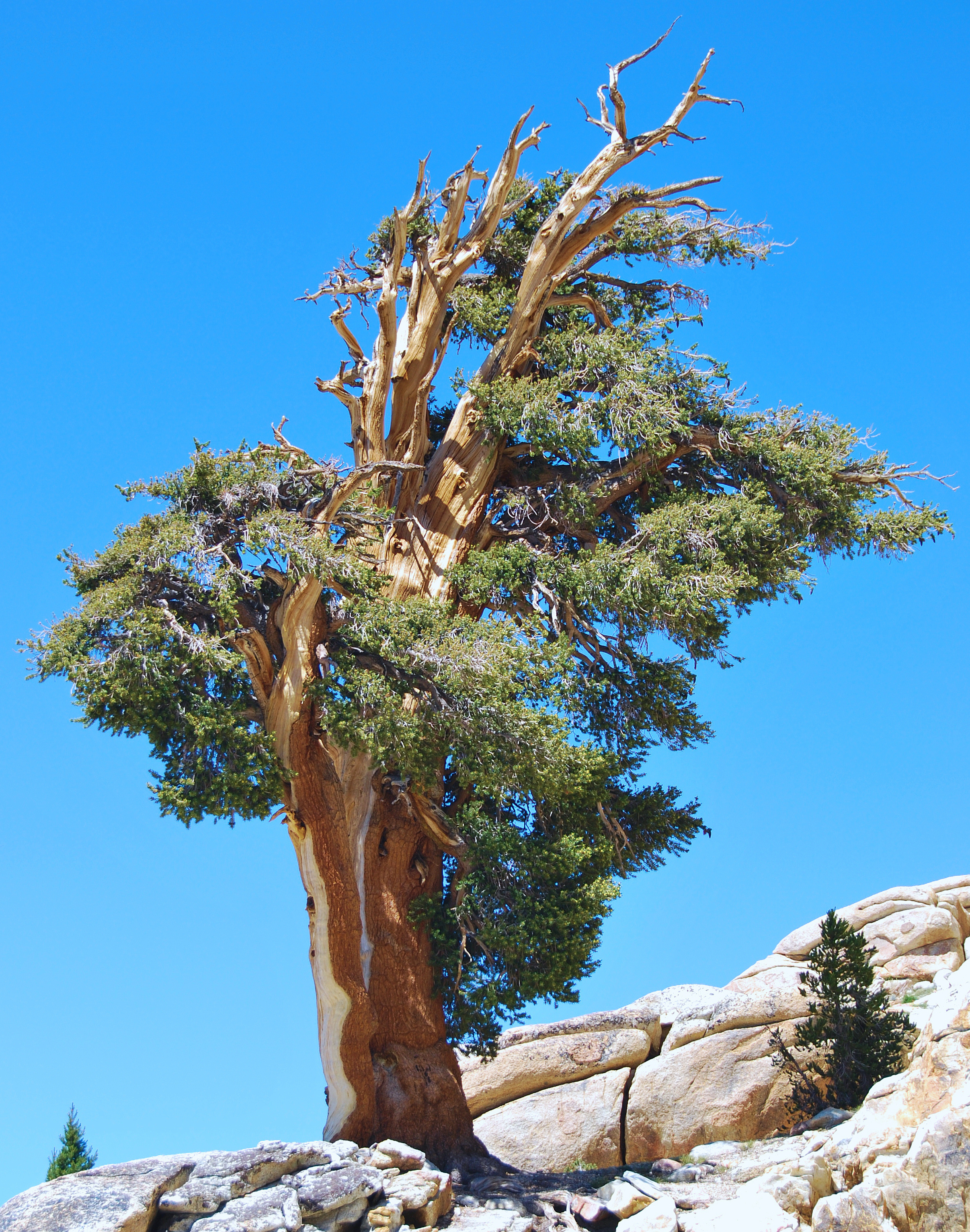 Pinus balfouriana