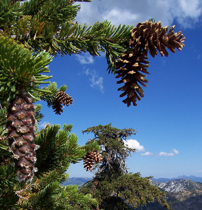 Pinus balfouriana