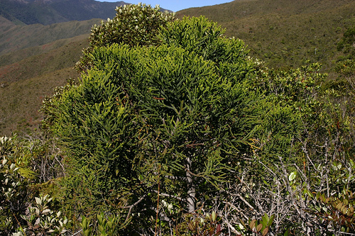 Dacrydium balansae
