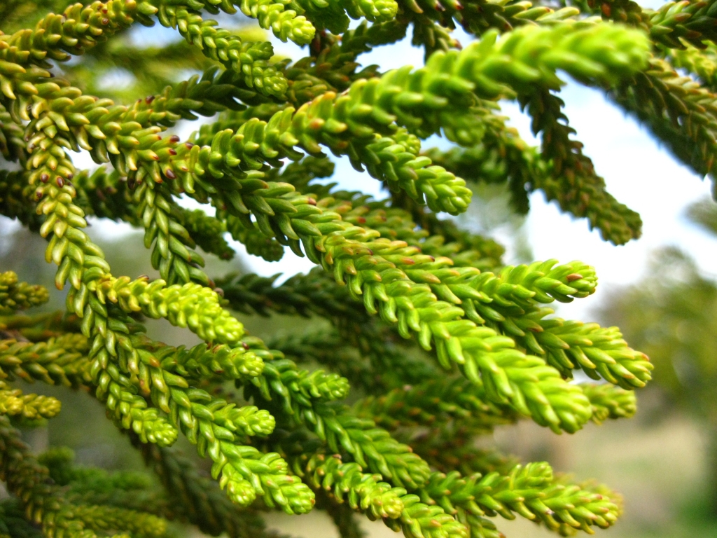 Dacrydium balansae