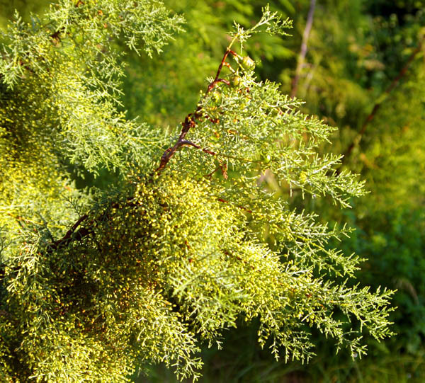 Cupressus bakeri