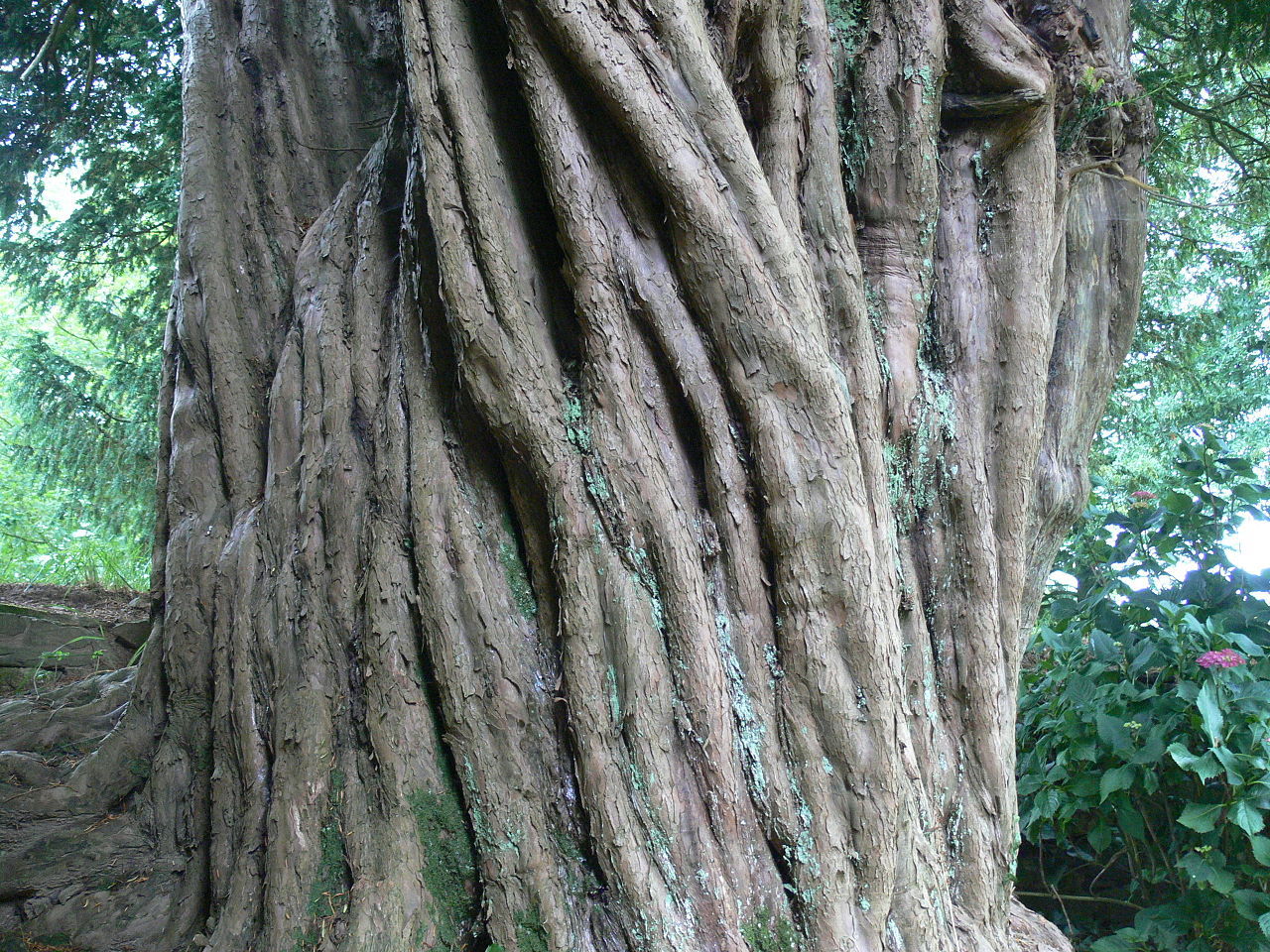 Taxus baccata