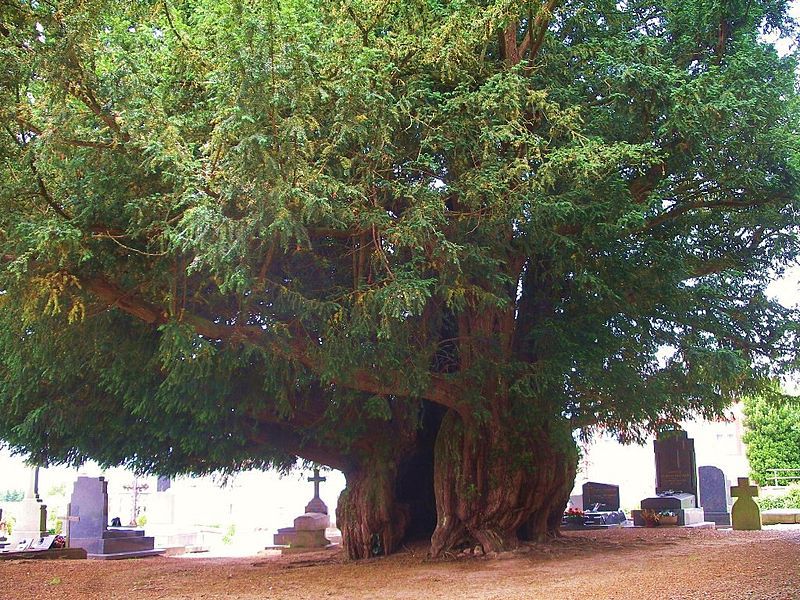 Taxus baccata