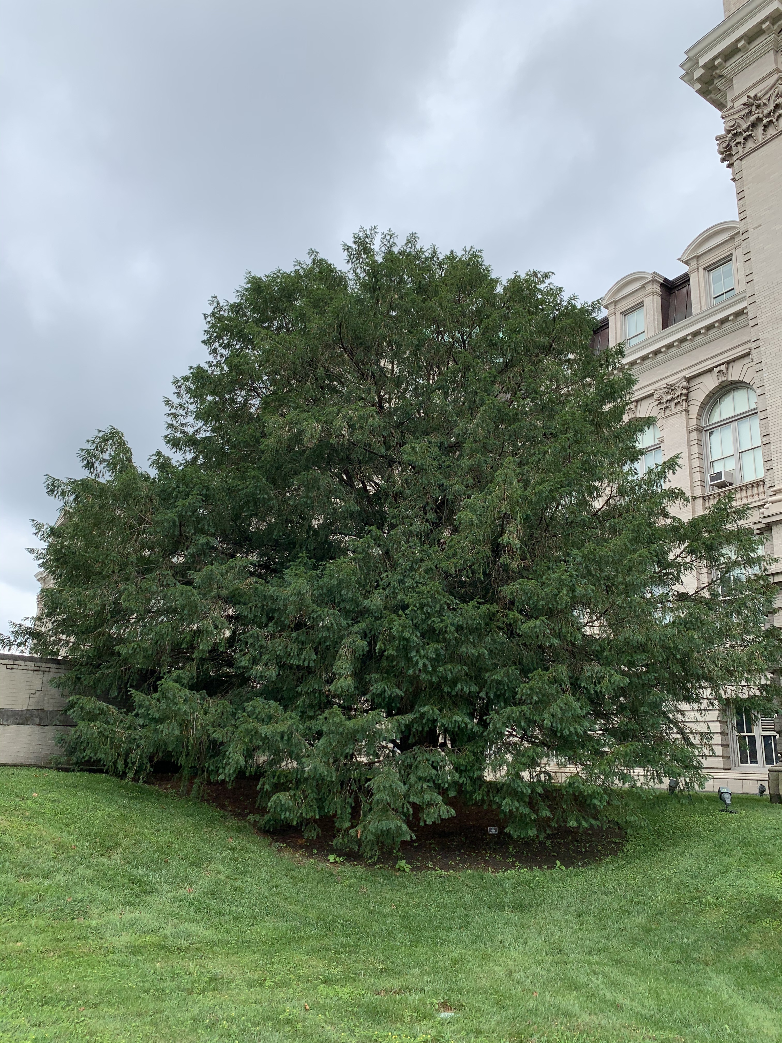 Taxus baccata