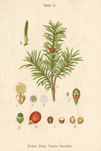 Taxus baccata
