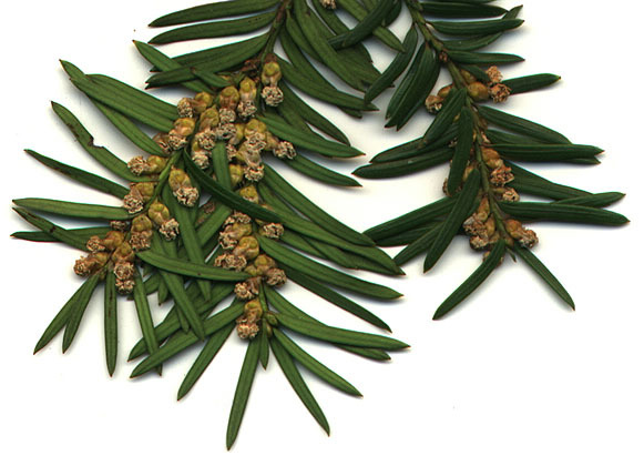 Taxus baccata